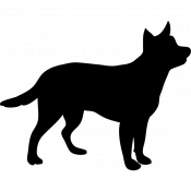 Grodo, a Brown, Black Grammer shaperd  Dog