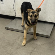 Gordo, a Black, Brown German Shepherd Dog